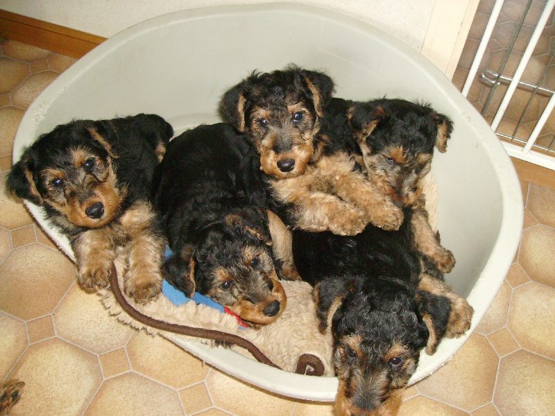 du clos du Semberg - Welsh Terrier - Portée née le 28/01/2009