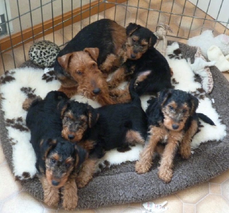 du clos du Semberg - Welsh Terrier - Portée née le 18/12/2012