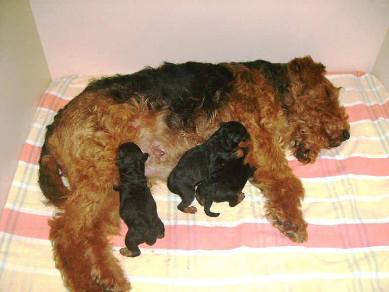 du clos du Semberg - Welsh Terrier - Portée née le 15/10/2011
