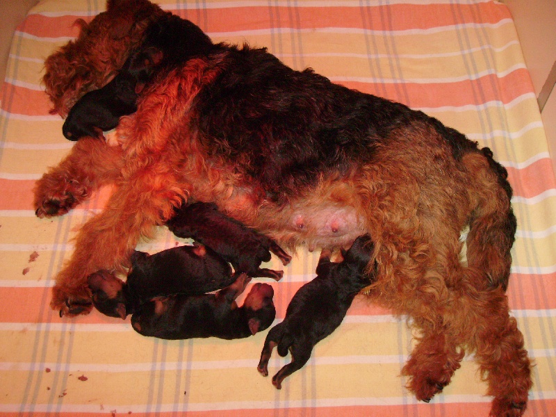 du clos du Semberg - Welsh Terrier - Portée née le 19/02/2010