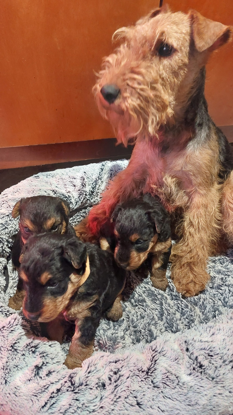 Les chiots de Stella