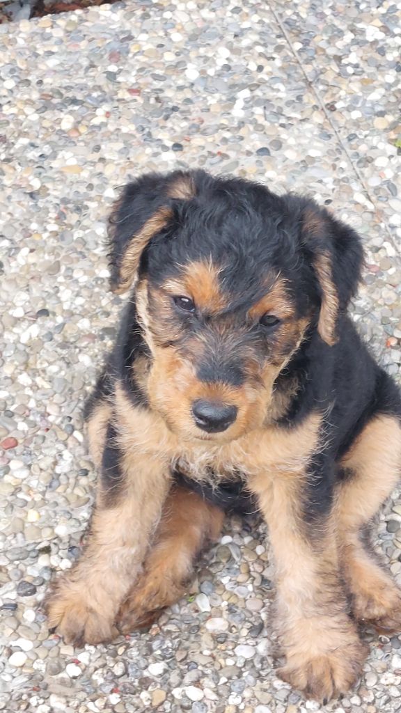 du clos du Semberg - Chiots disponibles - Welsh Terrier