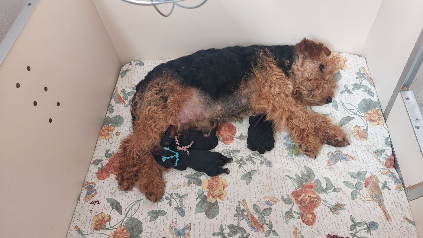 du clos du Semberg - Welsh Terrier - Portée née le 22/03/2026
