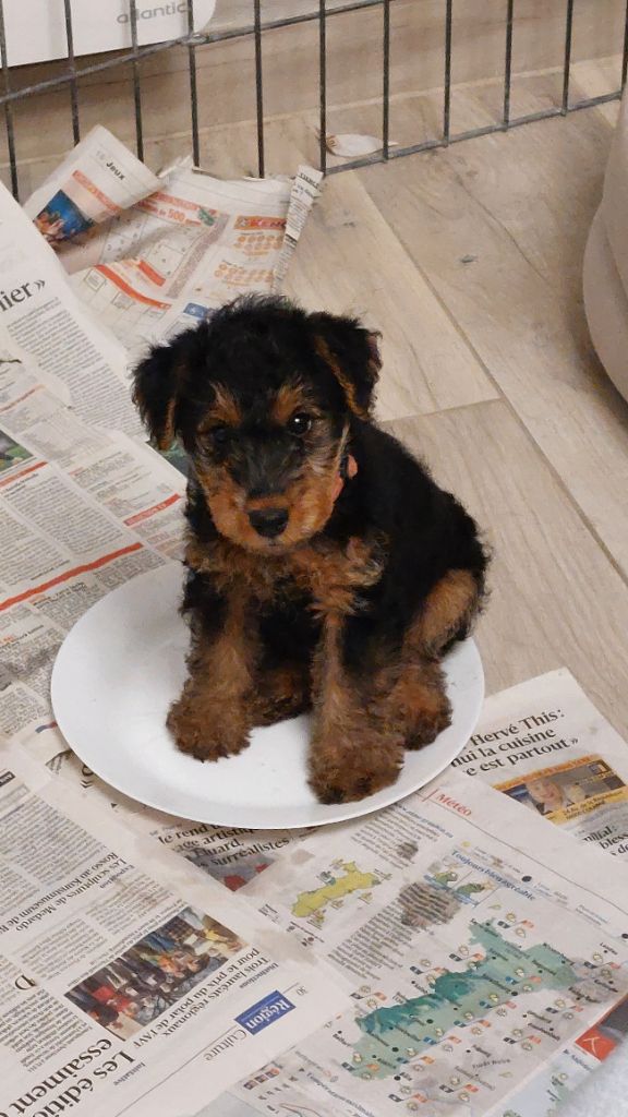 du clos du Semberg - Chiots disponibles - Welsh Terrier
