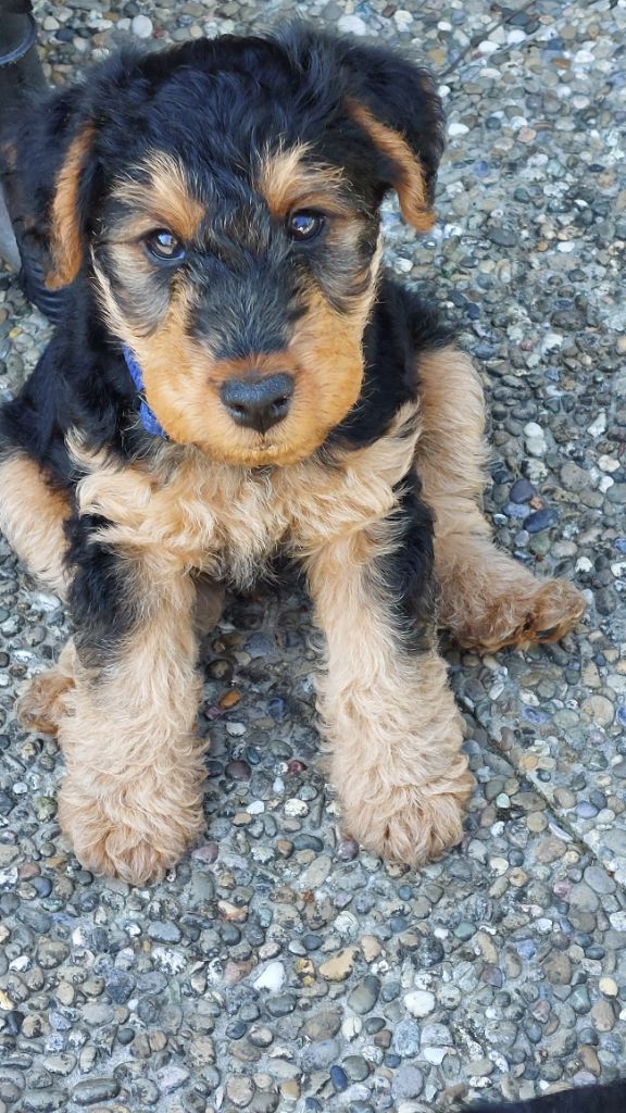 du clos du Semberg - Chiots disponibles - Welsh Terrier