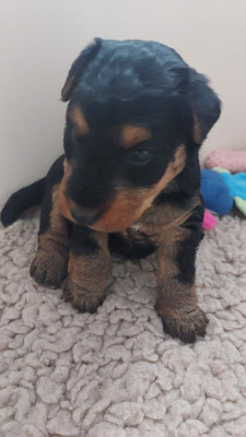 Chiot N°1