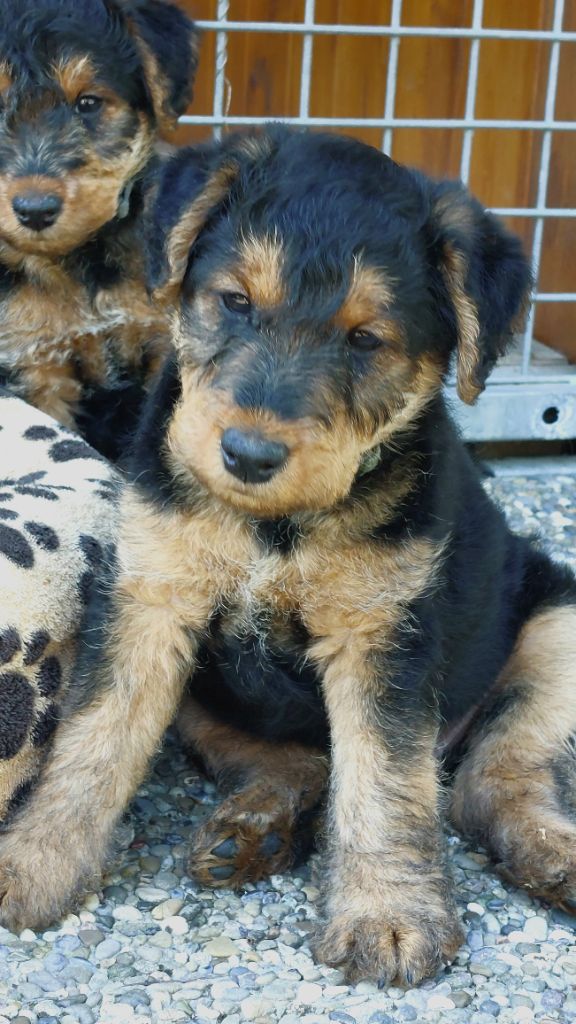 du clos du Semberg - Chiots disponibles - Welsh Terrier